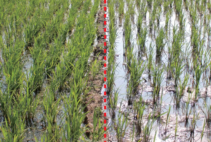 守護飯碗安全 從稻谷生產到儲存的全程保障策略