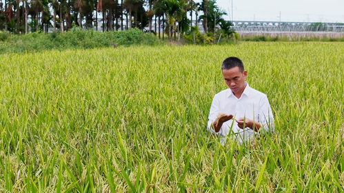 樂東三十余種特色產品亮相冬交會，稻谷飄香展現農業魅力