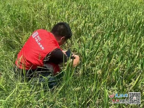 人保財險金溪支公司積極開展受災水稻查勘，助力農戶減災復產