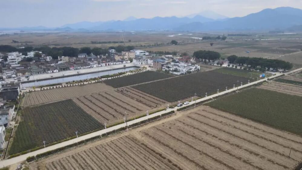 聯(lián)村公司“跨村運營”破局，海豐赤坑稻谷飄香里的鄉(xiāng)村振興新路徑