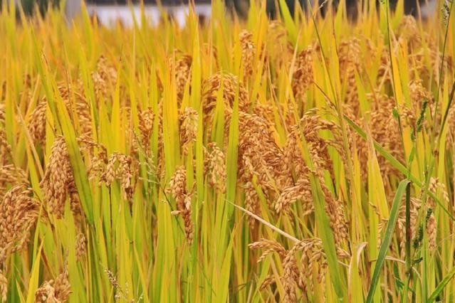 相城新米香滿城 豐收時節(jié)話稻谷